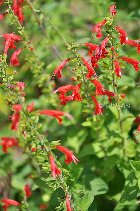 Red Lush Flower - Blood Saga / Salvia Coccinea(唇形科)